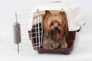 Blue Merle Yorkie comfortably resting in a travel carrier during a trip.