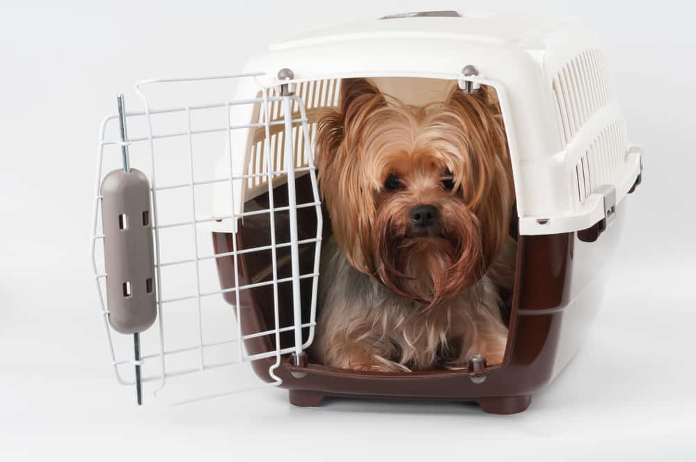 Blue Merle Yorkie comfortably resting in a travel carrier during a trip.