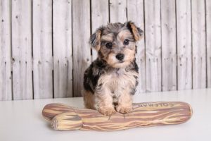 Blue Merle Yorkie puppy with unique coat pattern and playful expression.