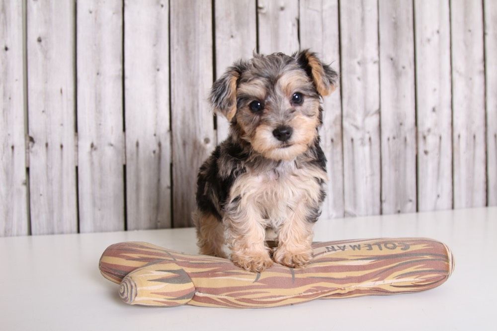 Blue Merle Yorkie puppy with unique coat pattern and playful expression.