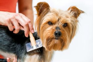 Blue Merle Yorkie being groomed with a brush for shiny and healthy fur.